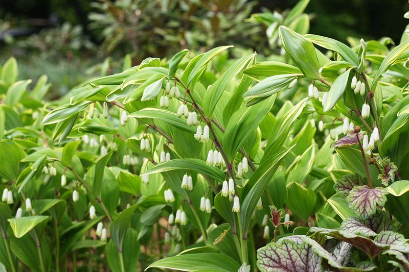 Solomon's Seal Arches Gracefully Through Shade