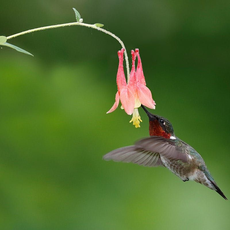 Wild Columbine Supports Early Hummingbirds And Pollinators