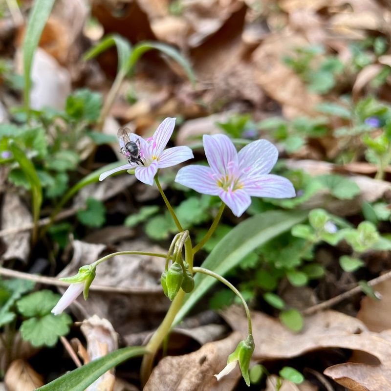 Spring Beauty (Claytonia Virginica)