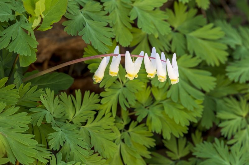 Dutchman's Breeches