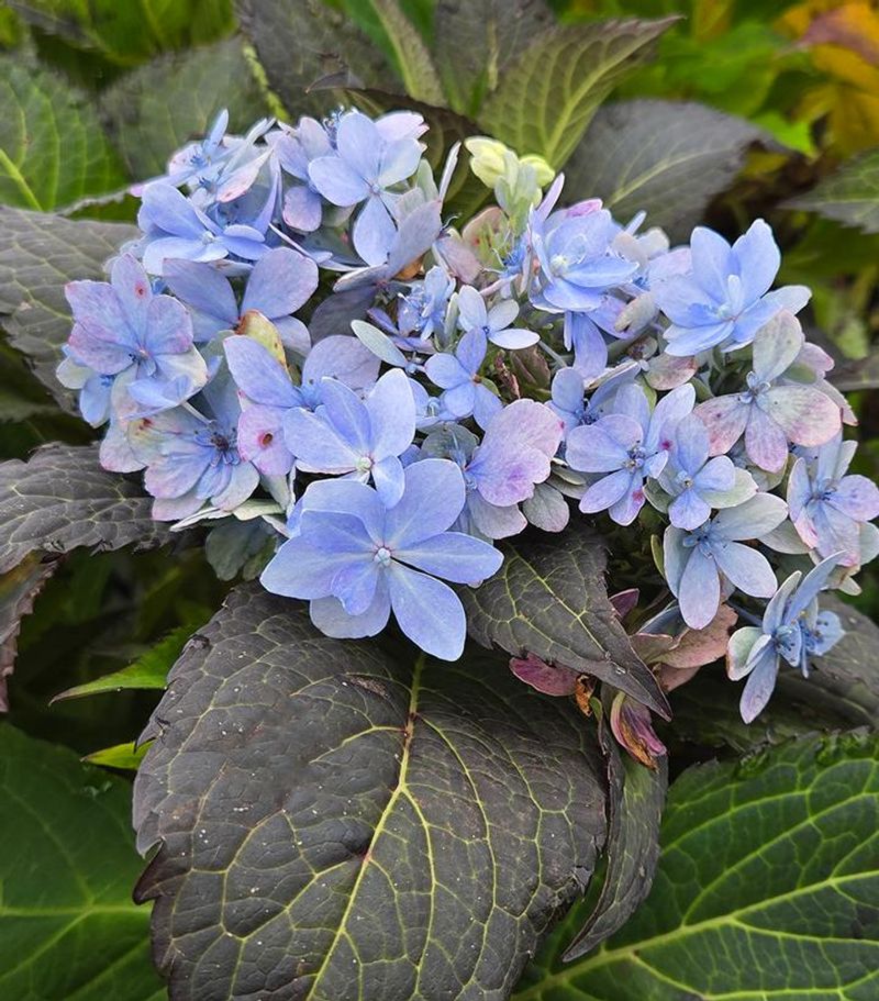 Soil pH Can Influence Flower Color