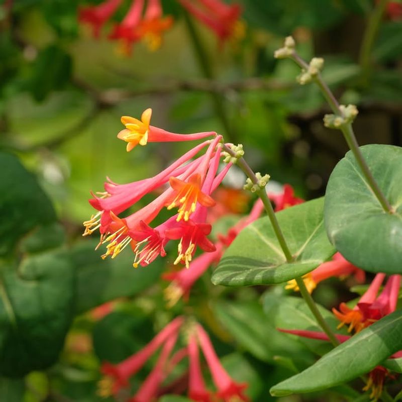 Supports Local Pollinators And Native Wildlife