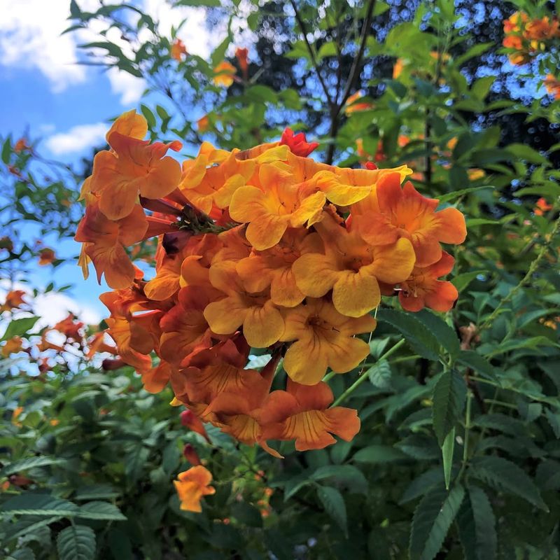 Orange Jubilee Tecoma Bursting With Color