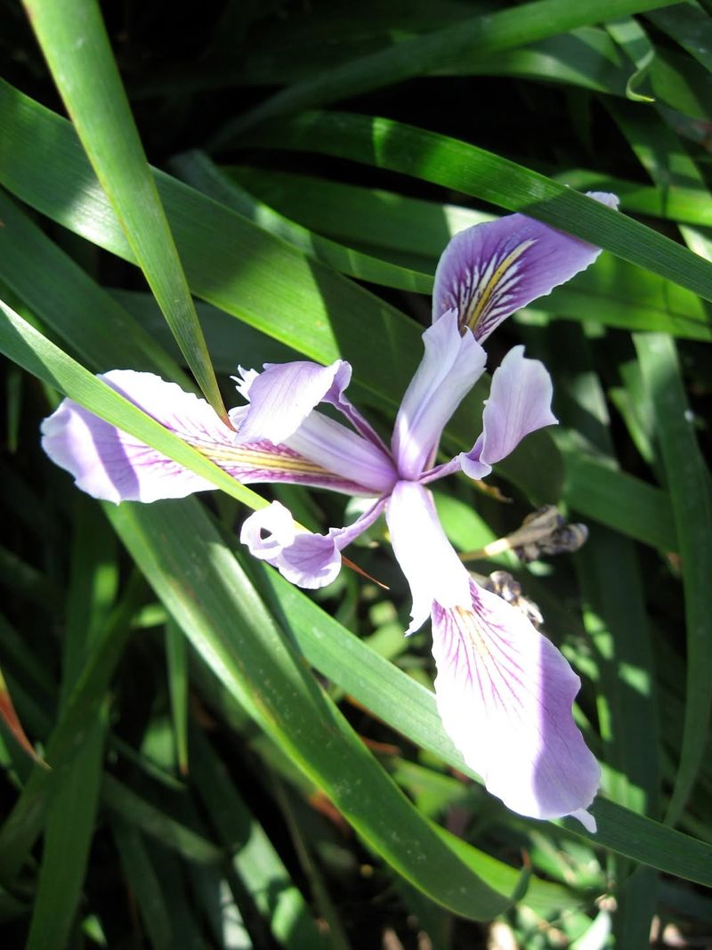Douglas Iris