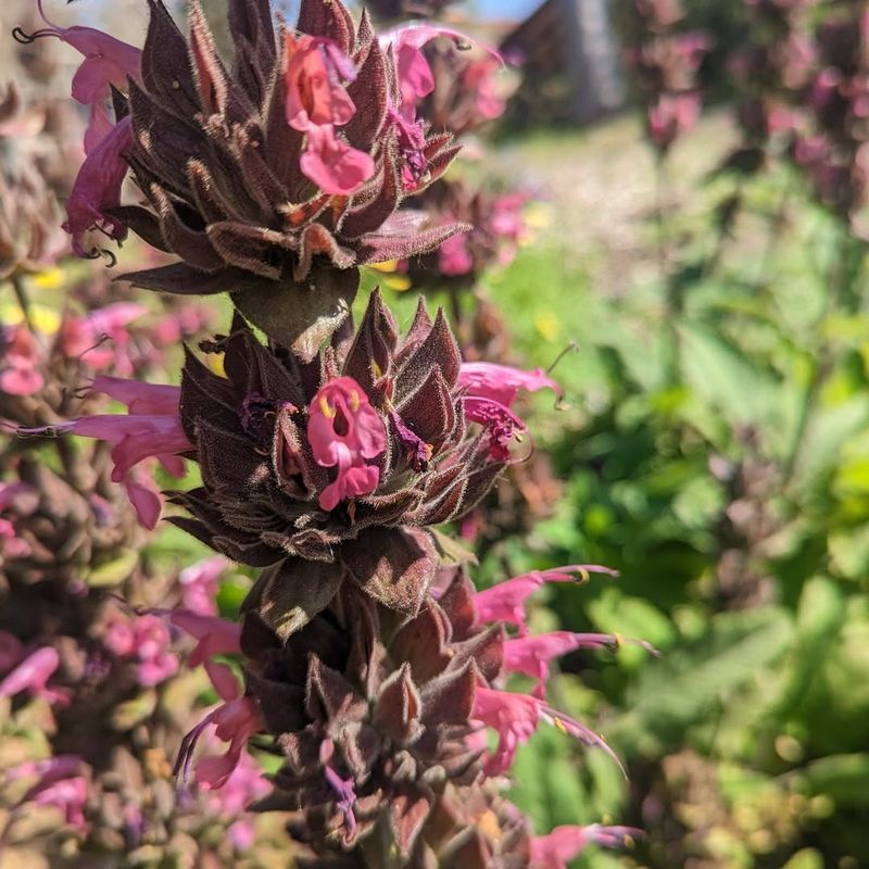 Hummingbird Sage