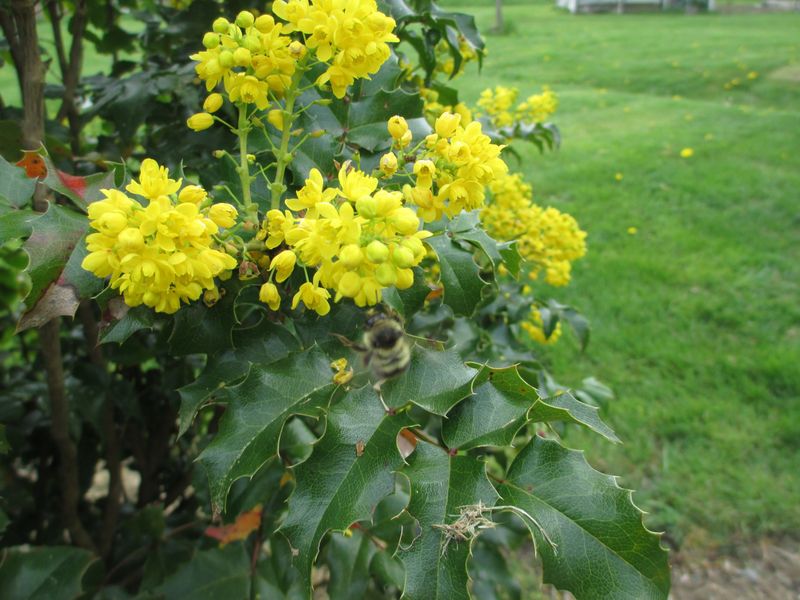 Tall Oregon Grape