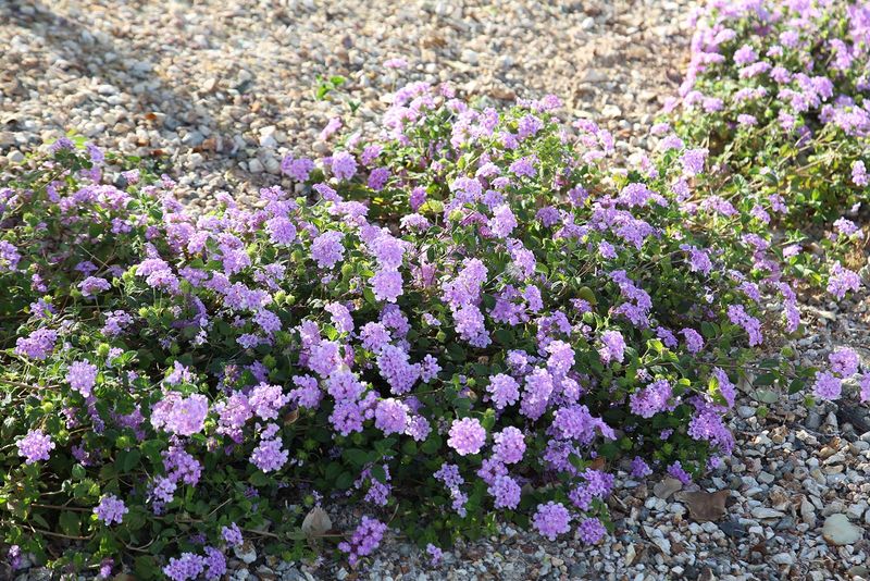 Lantana Fills Spaces With Long Lasting Color