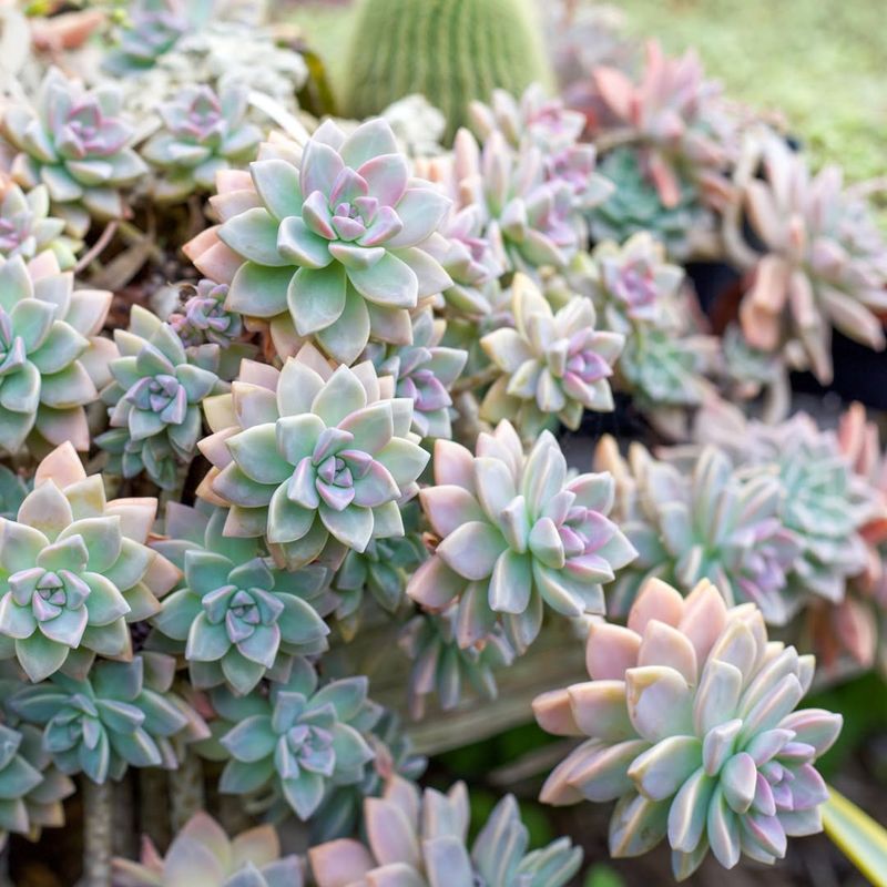 Ghost Plant Adapts Well To Dry Arizona Gardens