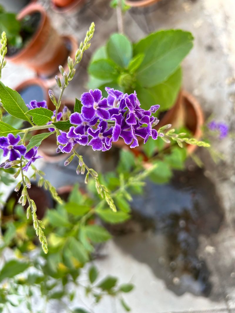 Duranta Recovers Fast From Spring Pruning And Fills Out Quickly
