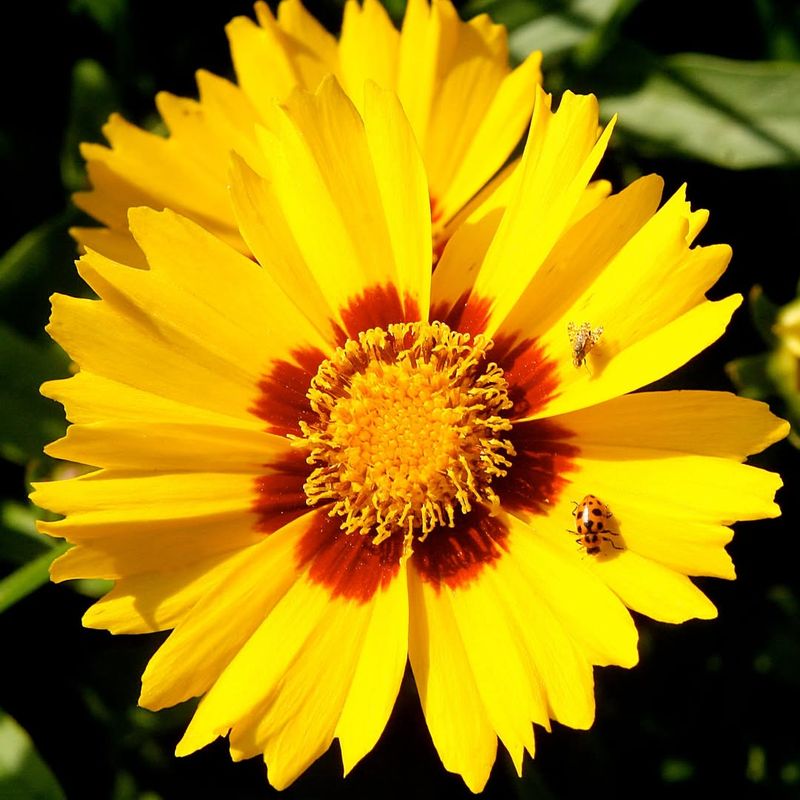 Coreopsis Brings A Florida Friendly Burst Of Gold