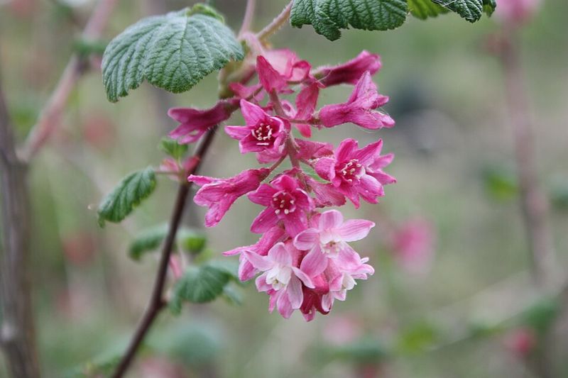 Currant Provides Small Berries And Shelter For Smaller Birds