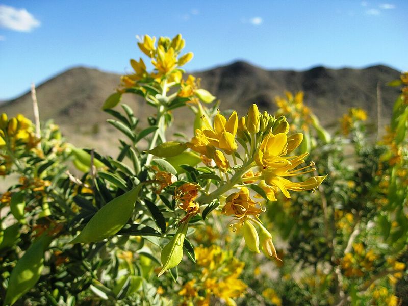 Bladderpod Brightens Dry Spots With Yellow Blooms