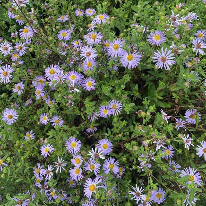 Douglas Aster Starts Strong Before Its Later Bloom Show