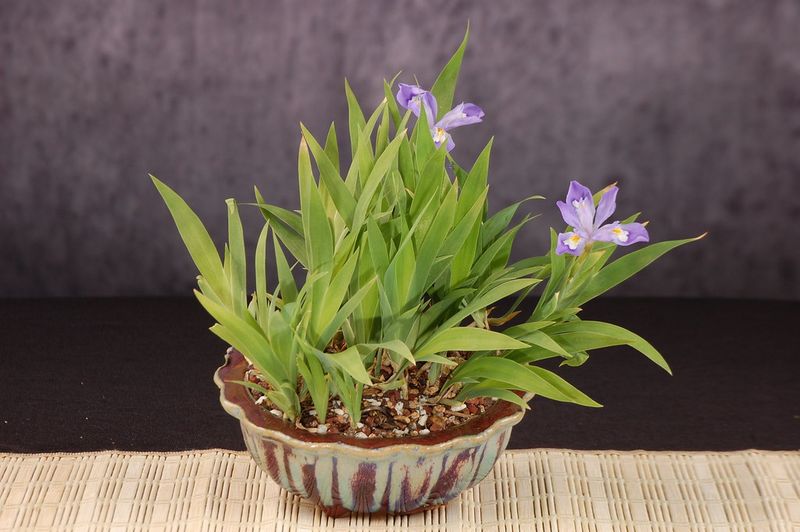 Dwarf Crested Iris Fits Well In Shallow Pots With Good Drainage