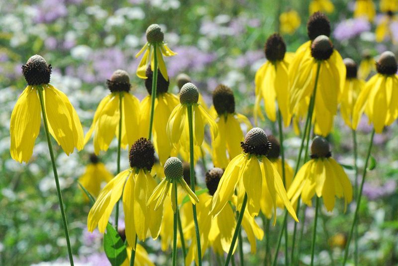 Grey Headed Coneflower Thrives Where Heavy Soil Wins