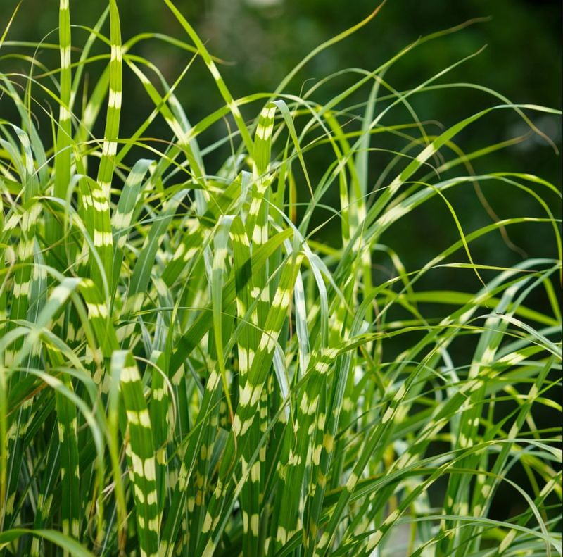 Zebra Grass Should Be Trimmed Before New Growth Begins