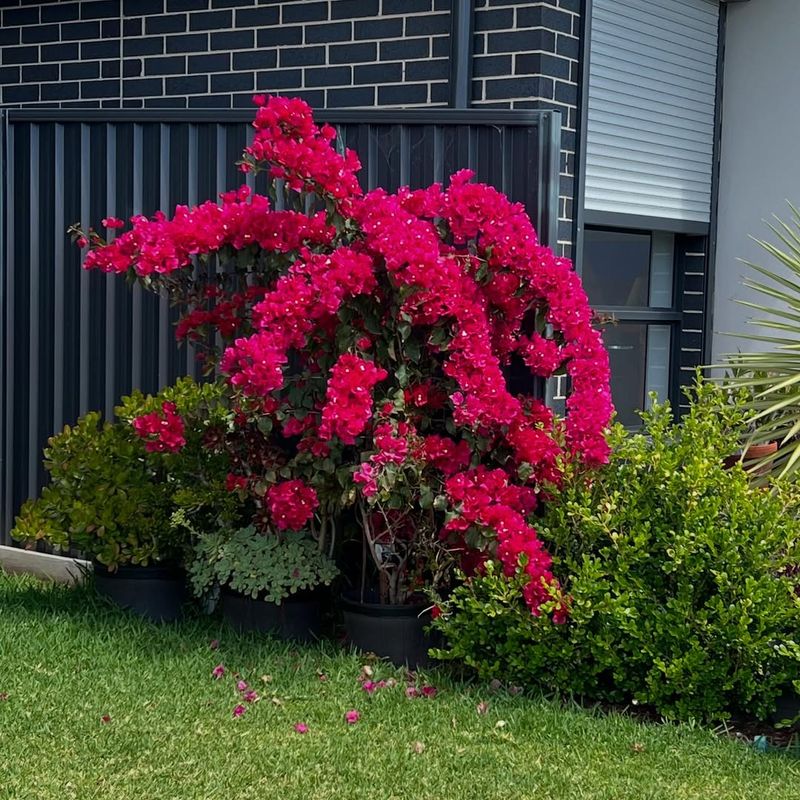 Bougainvillea (Bougainvillea)