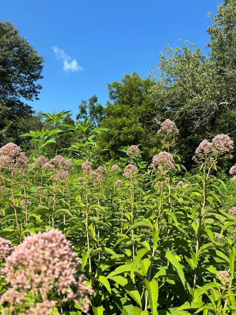 Joe Pye Weed Gives Ohio Rain Gardens Big Height And Pollinator Power
