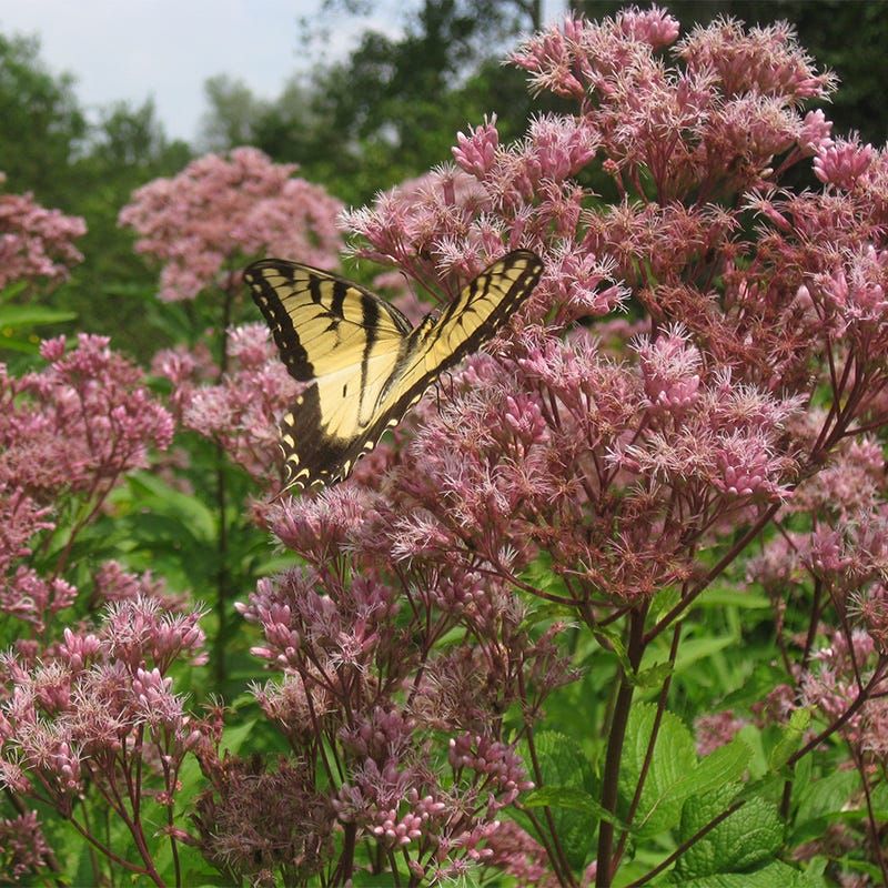 Joe Pye Weed Performs Well In Clay And Moist Ground