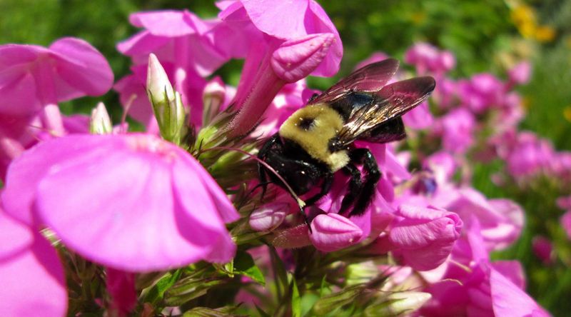 Phlox Turn Borders Into Colorful Pollinator Magnets