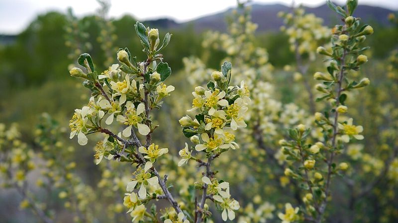 Antelope Bitterbrush Supports Wildlife In Dry Landscapes
