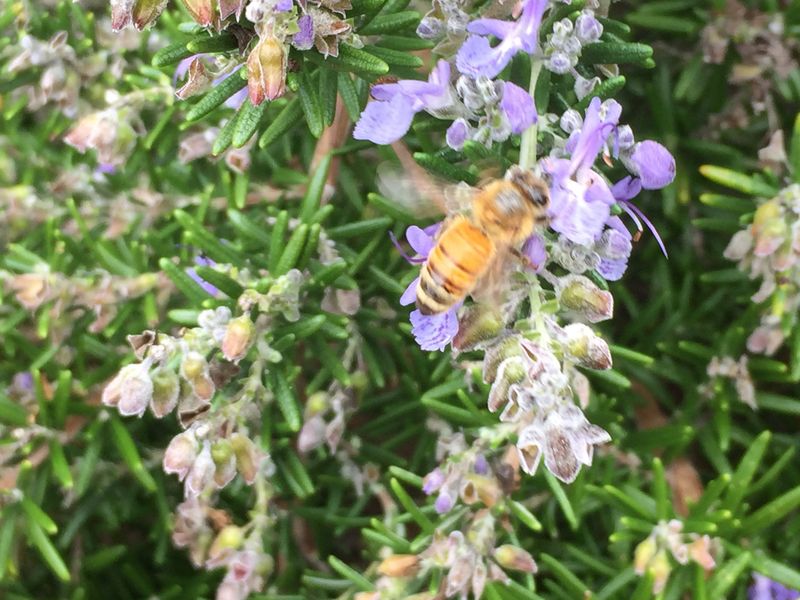Bees And Pollinators Absolutely Love Rosemary