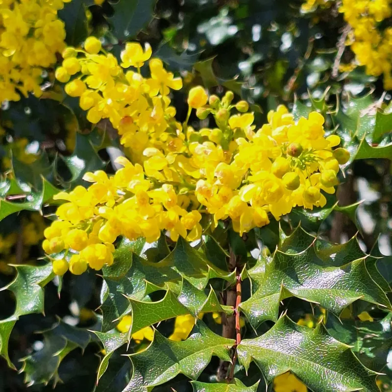 Tall Oregon Grape Calling All Pollinators