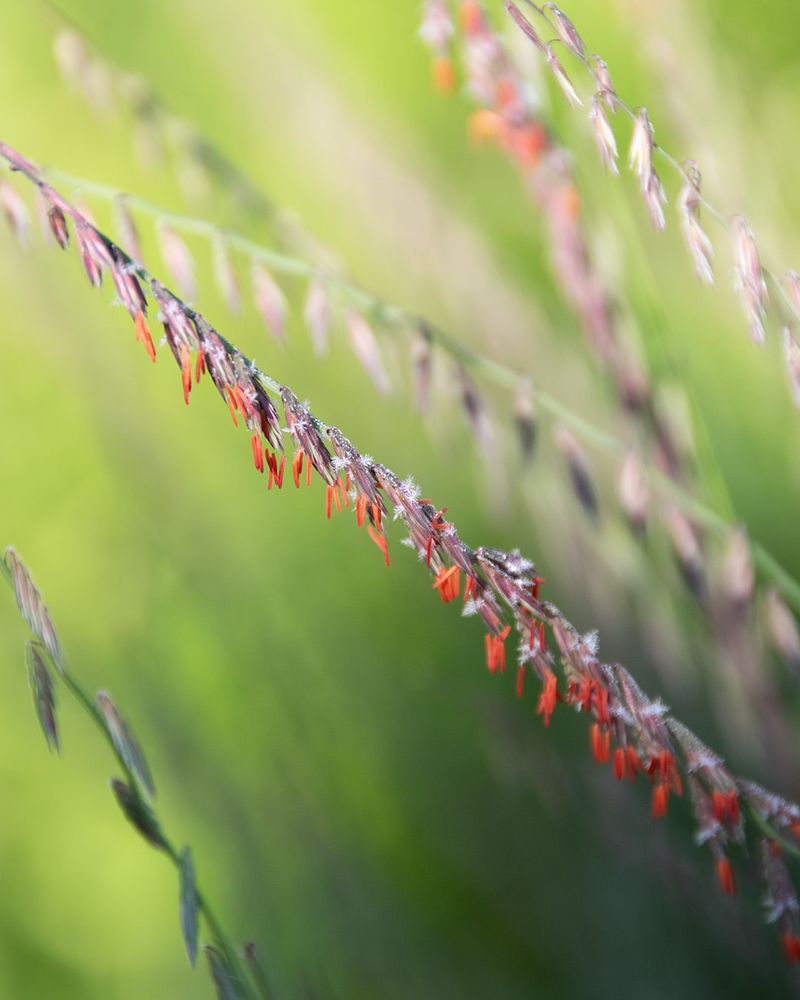 Sideoats Grama Adapts Easily To Heat And Poor Soil