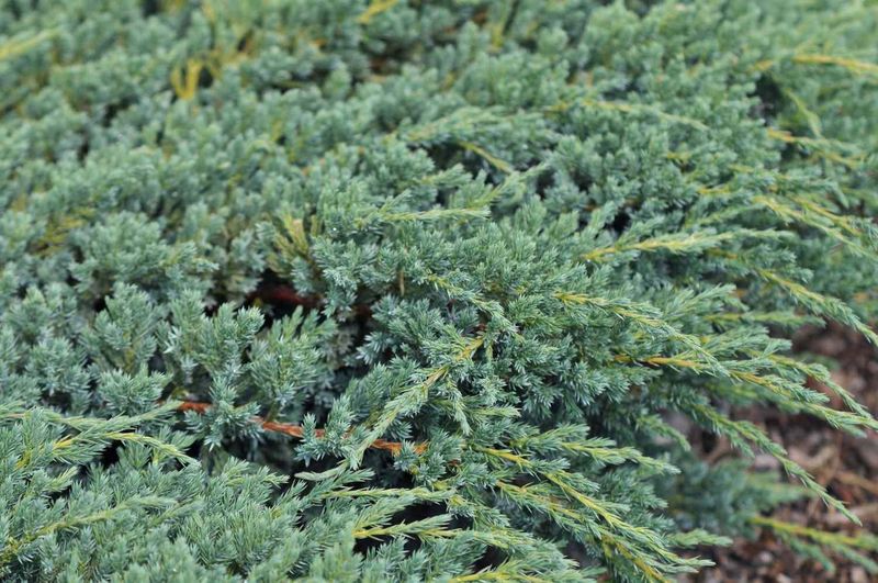 Juniper Thrives In Tough Sites Where Other Shrubs Struggle