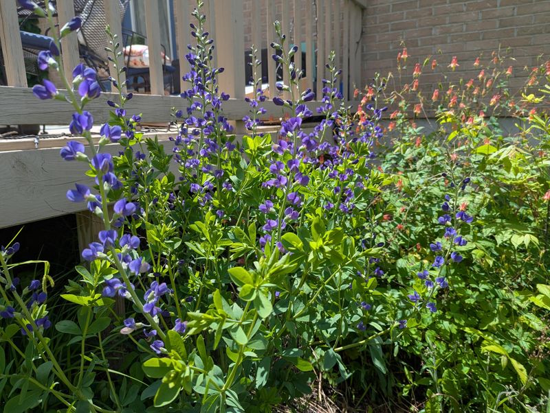 Deep Roots Help Break Up Compacted Ground Naturally