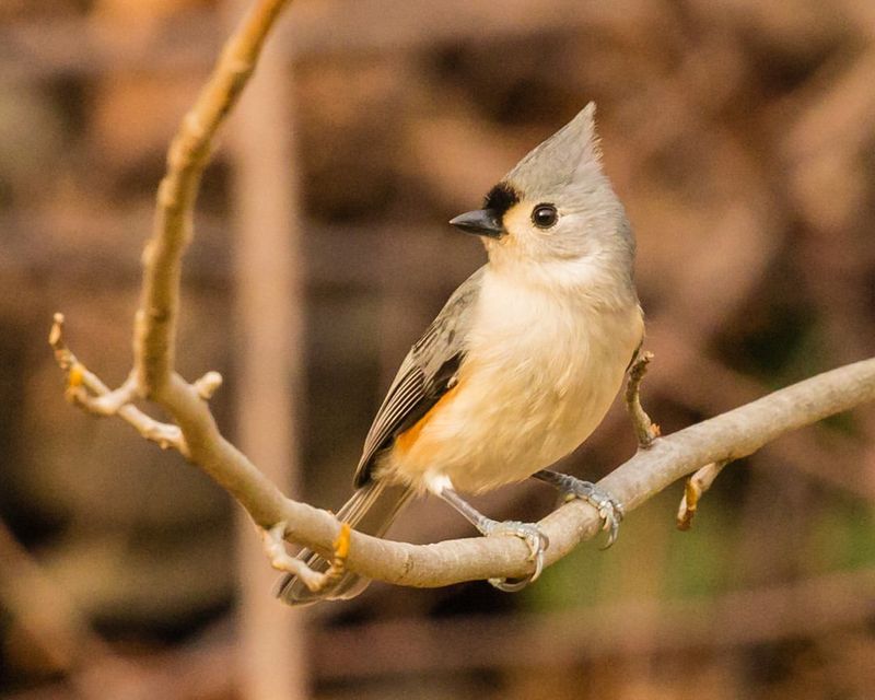 Tufted Titmouse (Baeolophus Bicolor)