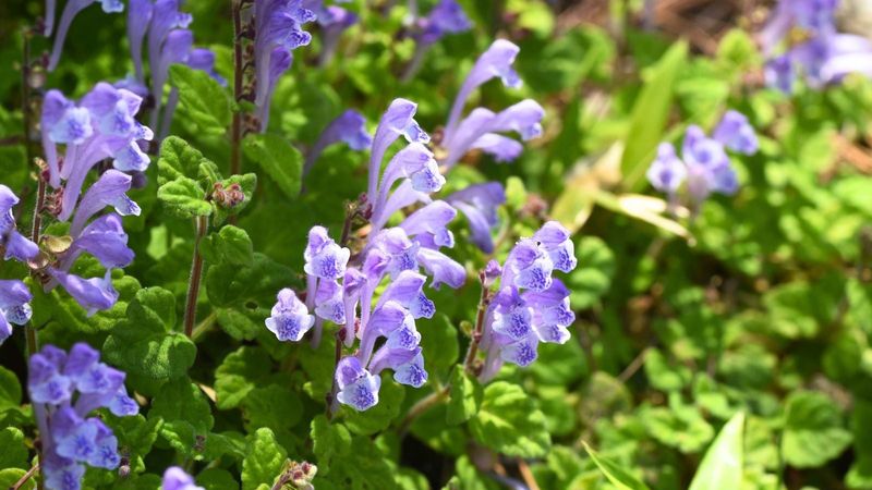 Blue Skullcap (Scutellaria Suffrutescens)