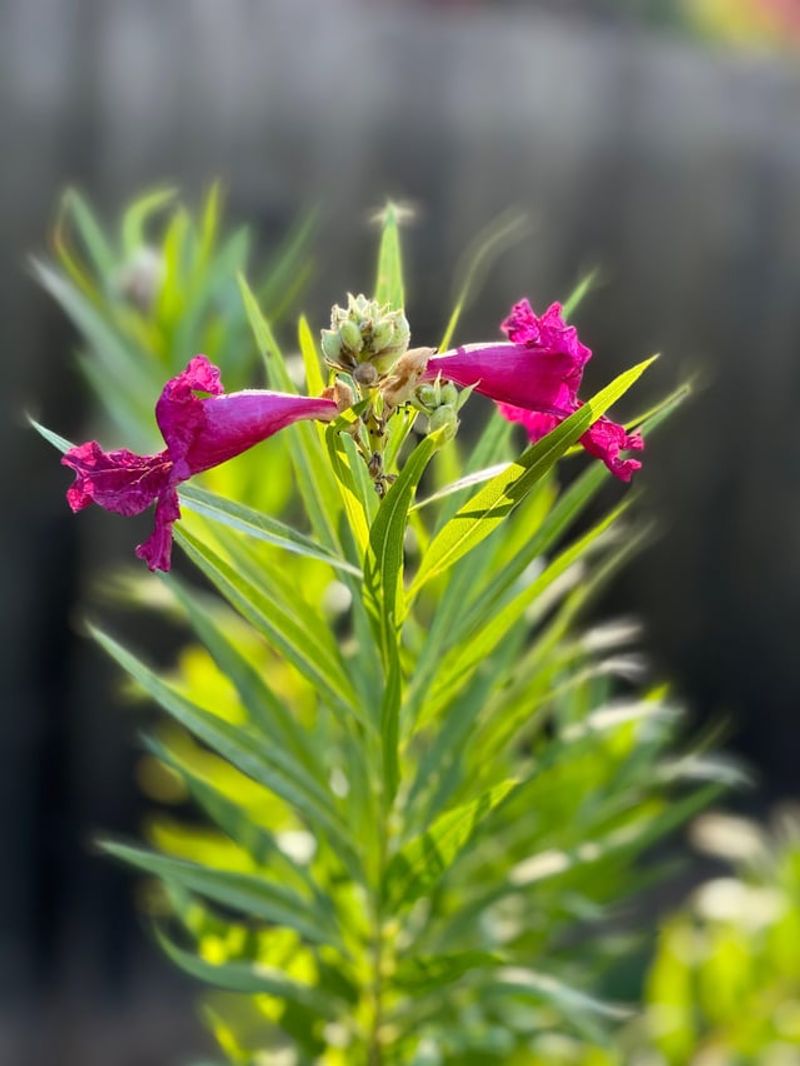 Desert Willow Creates Airy Cover With Seasonal Color