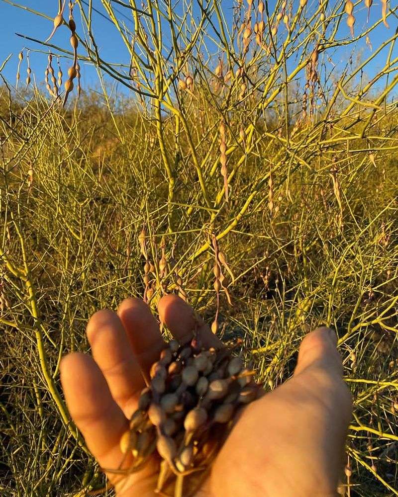 Foothill Palo Verde Holds Small Edible Desert Beans