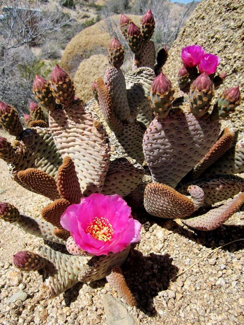 Beavertail Cactus