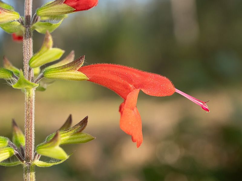 Tropical Sage Brings Bright Color And Butterfly Visits