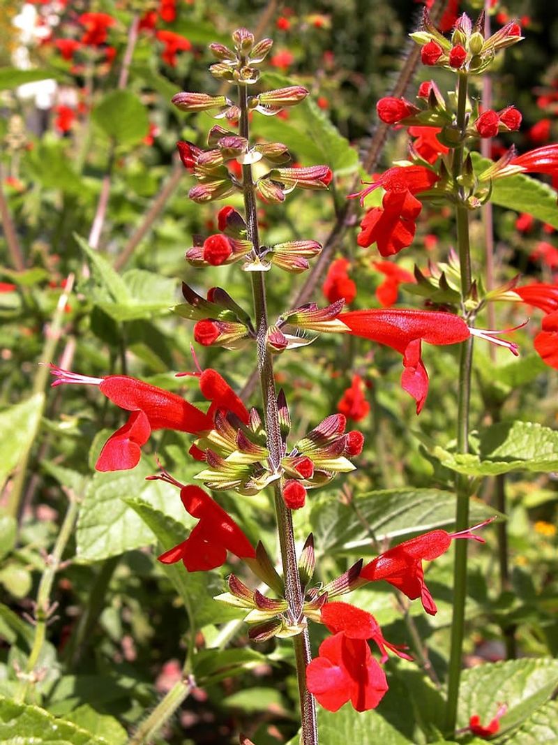 Scarlet Sage Keeps Gardens Blooming With Bright Red Spikes