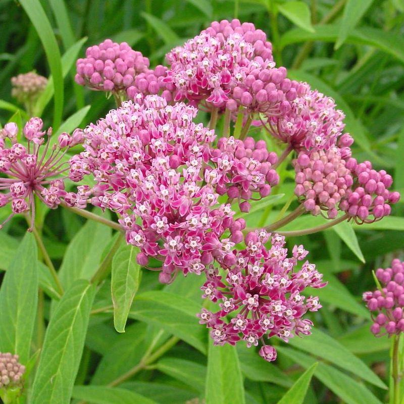 Swamp Milkweed Supports Monarch Magic