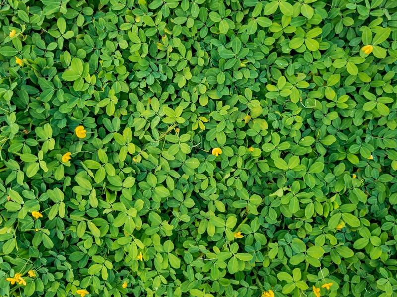 Perennial Peanut Forms A Tough, Flowering Groundcover