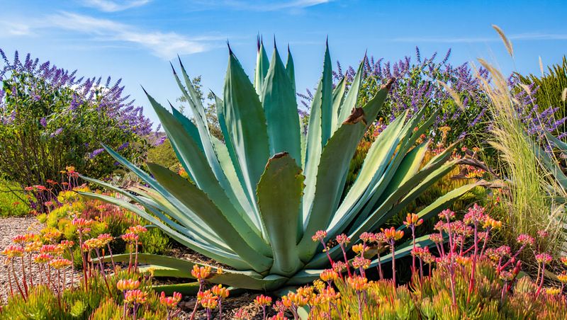 Agave Making A Bold Architectural Statement