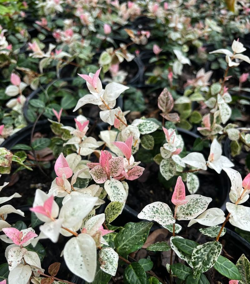 Asiatic Jasmine Creates A Tough Evergreen Layer