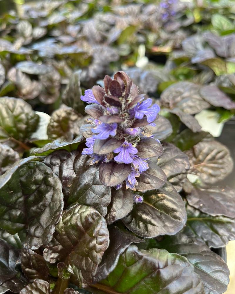 Ajuga Fills Bare Spots Fast With Dense Low Growth