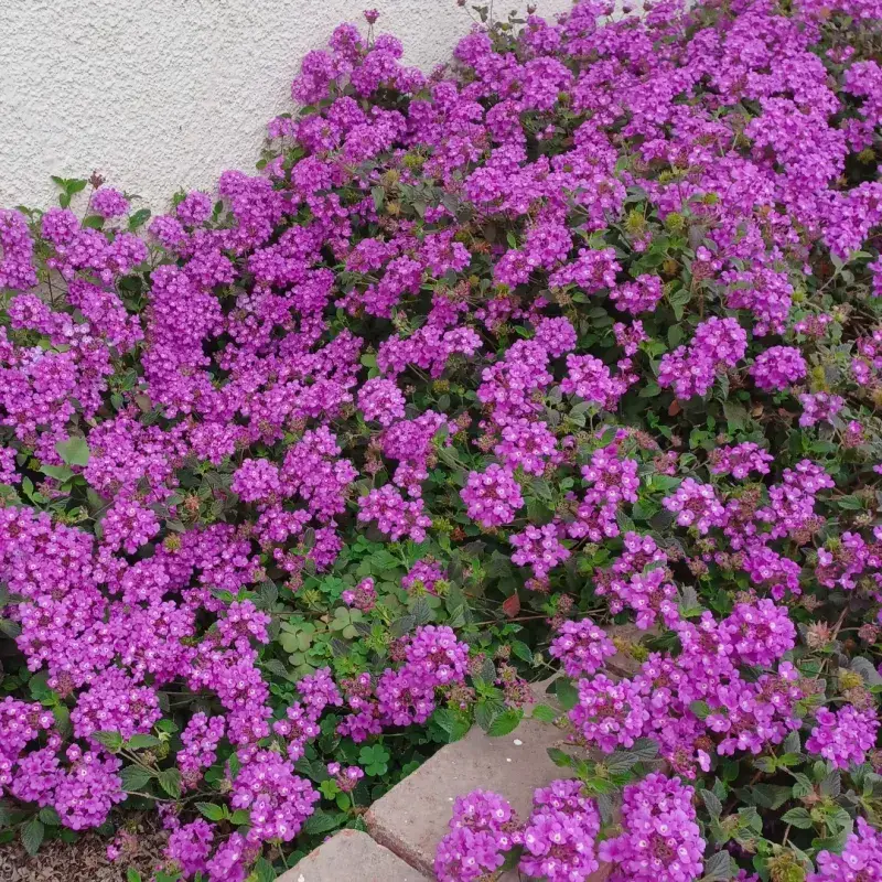 Trailing Lantana