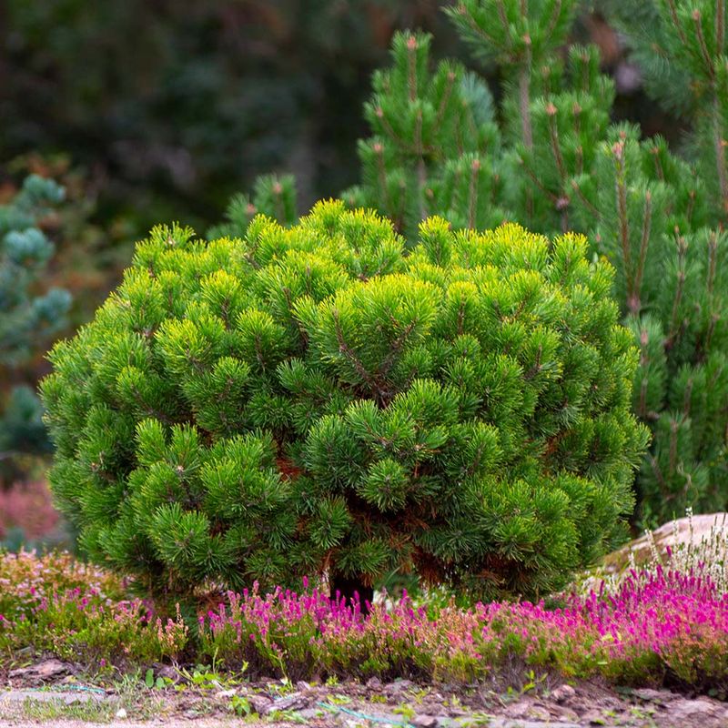 Mugo Pine Offers Perches And Groundcover For Birds