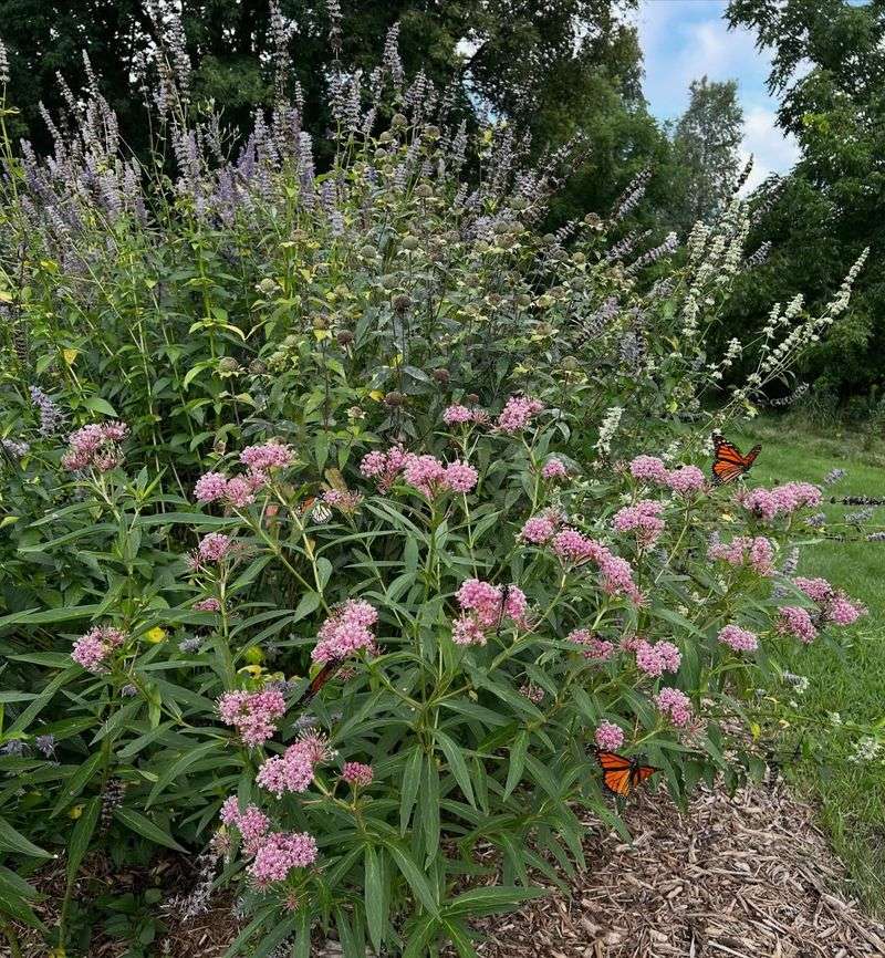 Swamp Milkweed