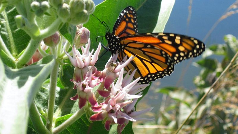 Showy Milkweed (Asclepias Speciosa)