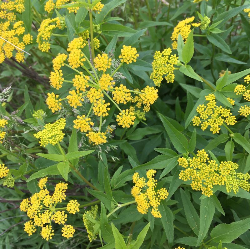 Golden Alexanders Welcomes Early Pollinators