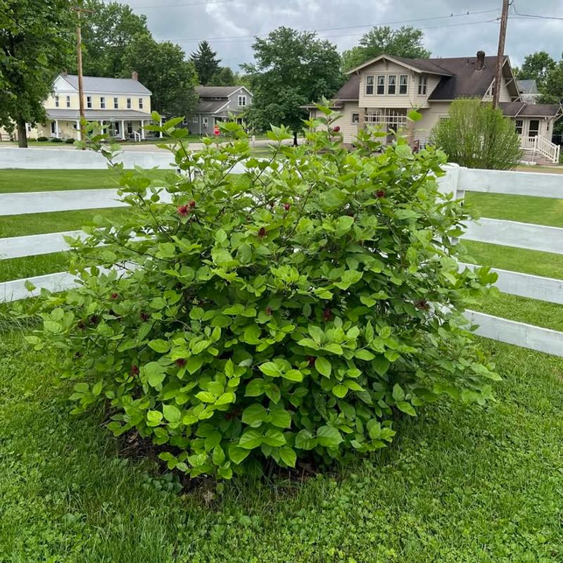 Sweetshrub Can Be Lightly Shaped Before New Growth Begins