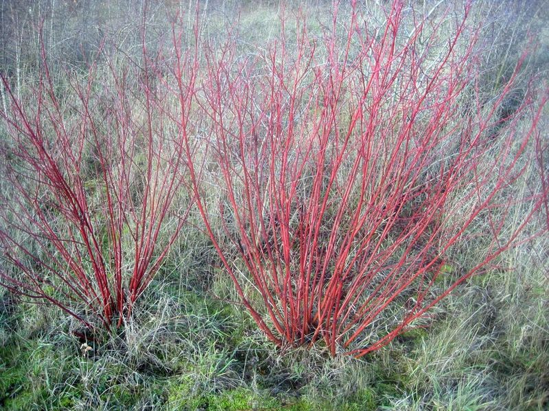 Red Twig Dogwood Looks Brighter When Older Stems Are Cut In March