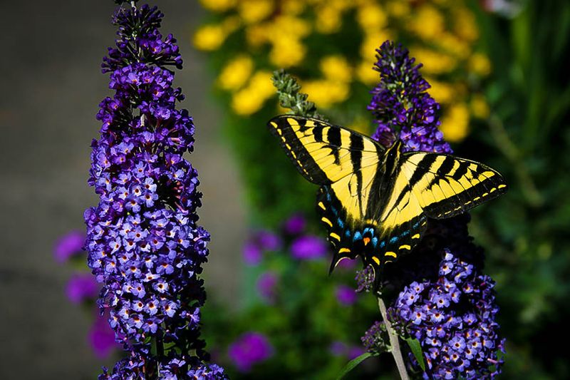 Butterfly Bush That Attracts Pollinators